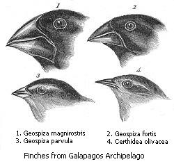 Darwin’s finches